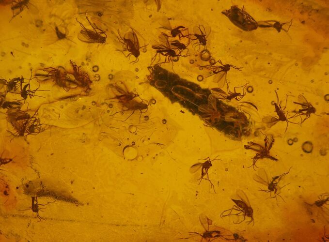 Fossil Fly Swarm (Diptera) In Baltic Amber - Over Flies! #170044